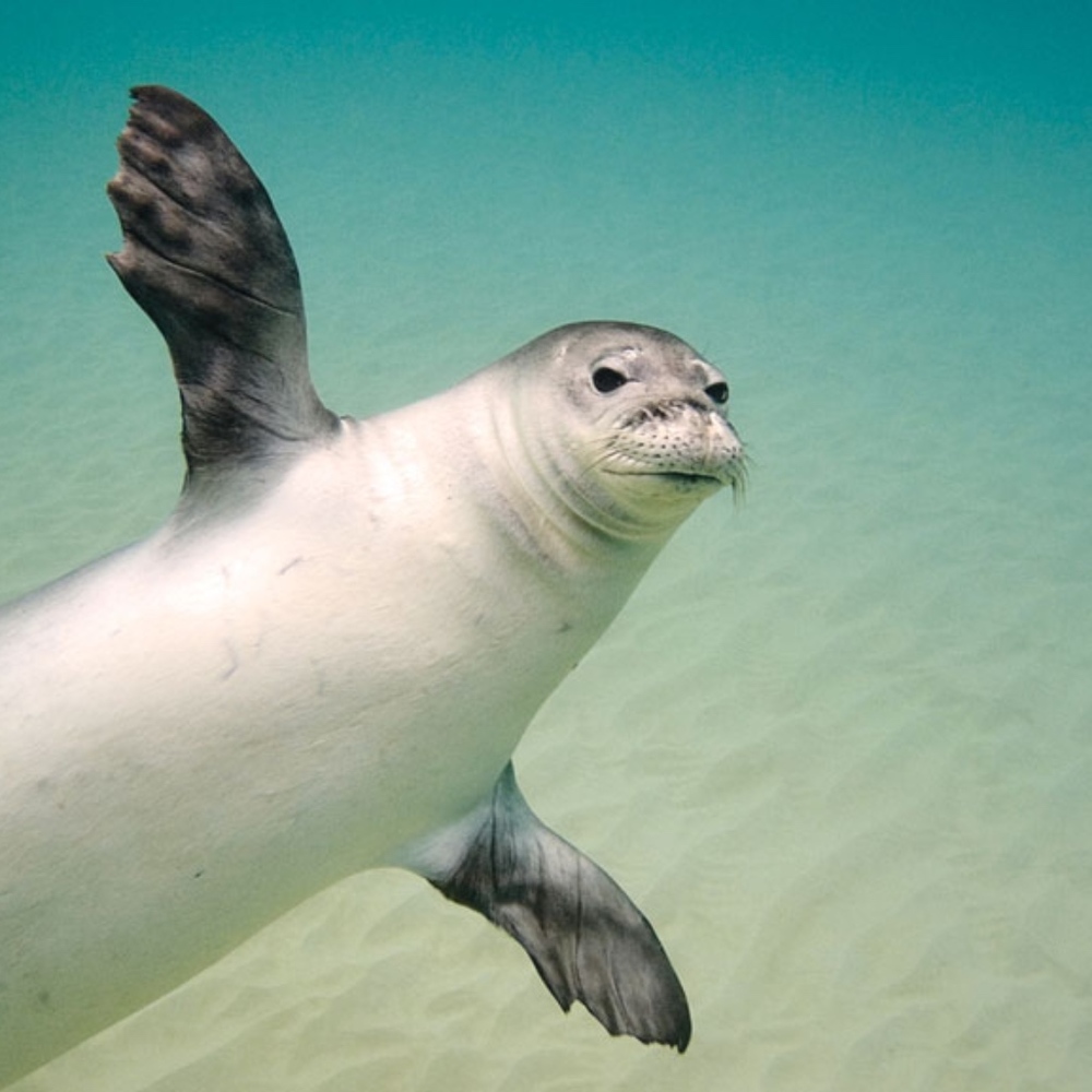 Meet your Posher, The Monk Seal